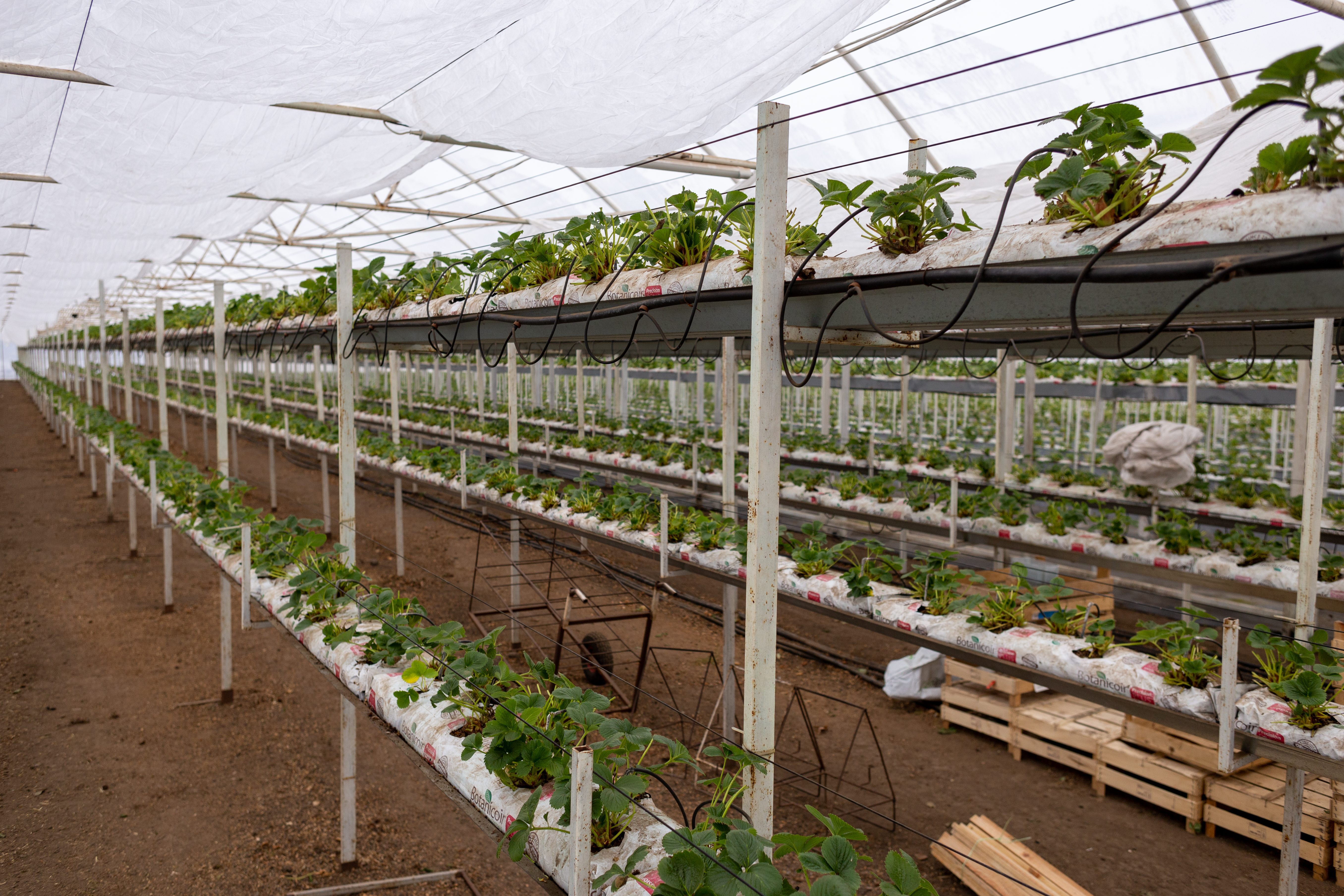 Теплиці фермерського господарства «Пан Білан»